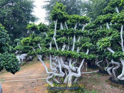 Middle Size Multi Branch Ficus Bonsai Tree Nursery