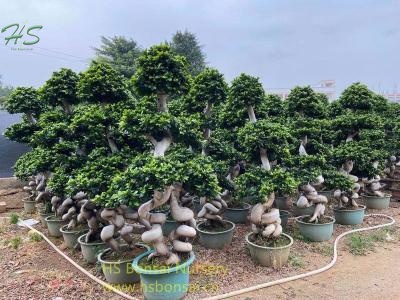Small Size Dragon Shape Ficus Bonsai Tree Nursery