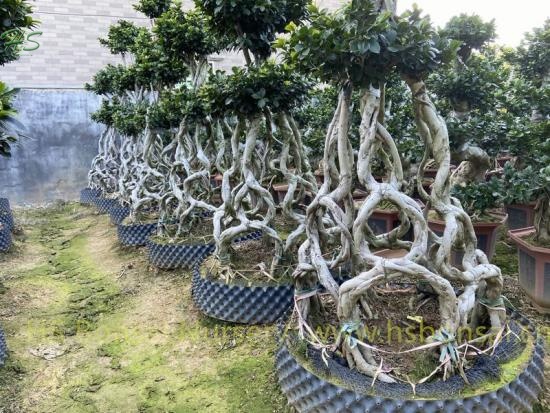 Combined 8 Shape Ficus Bonsai Tree types