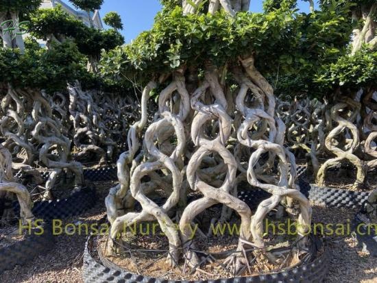 Chinese Root 8 Shape Combined Ficus Bonsai Tree