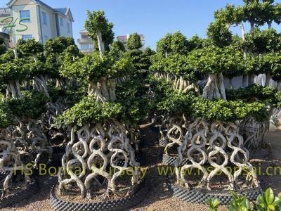 Chinese Root 8 Shape Combined Ficus Bonsai Tree