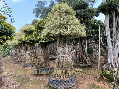 Crop With Long Term Ficus Outdoors Plant