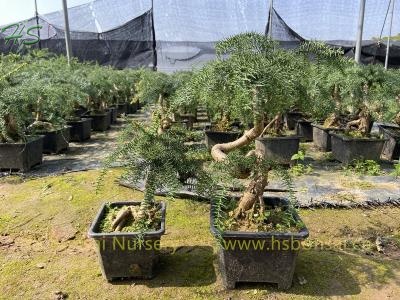 Top Quality Araucaria Heterophylla Bonsai Plants