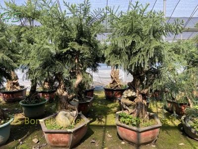 Top Quality Araucaria Heterophylla Bonsai With Stone Plants