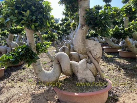Ornamental Plants Dragon Shape Ficus Bonsai Tree Nursery