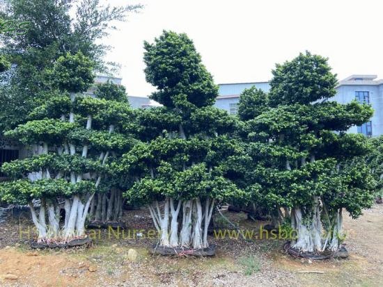 Middle Size Multi Branch Ficus Bonsai Forest Tree Nursery