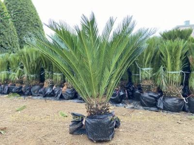 King Sago Palm Cycas Revoluta With Leaves