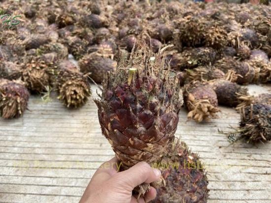 King Sago Palm Cycas Revoluta Bare Root