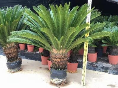 Tree zamia king sago palm cycas revoluta potted with leaves