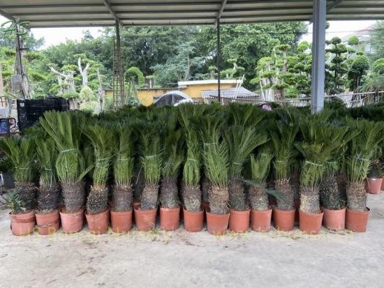 Natural Cycas Revoluta Bulb With Leaves