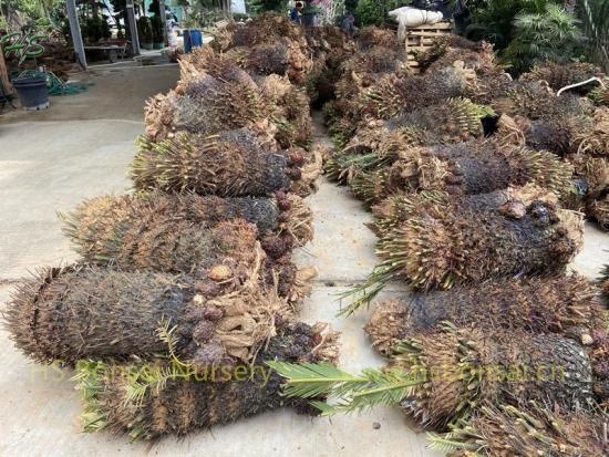 Zamia Palm Cycas Revoluta Bare Root