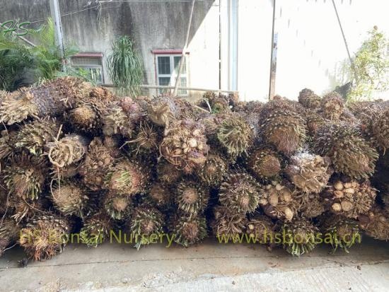 Zamia Palm Cycas Revoluta Bare Root