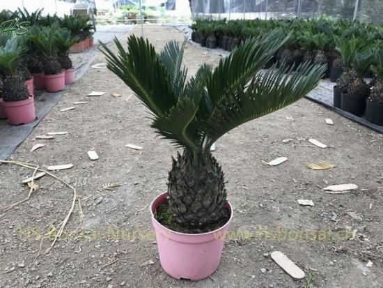 Real Cycas Revoluta Bulb With Leaves