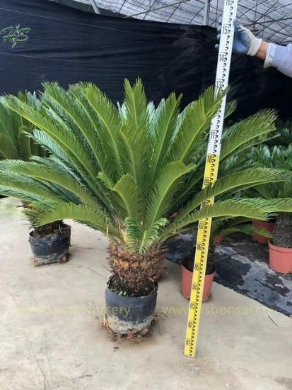 Tree Zamia King Sago Palm Cycas Revoluta Potted With Leaves