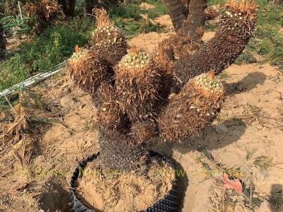 Multi Head King Sago Palm Cycas Revoluta Potted With Leaves