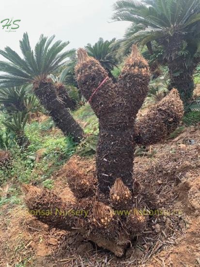 Multi Head Cycas Revoluta Bare Root Without Leaves