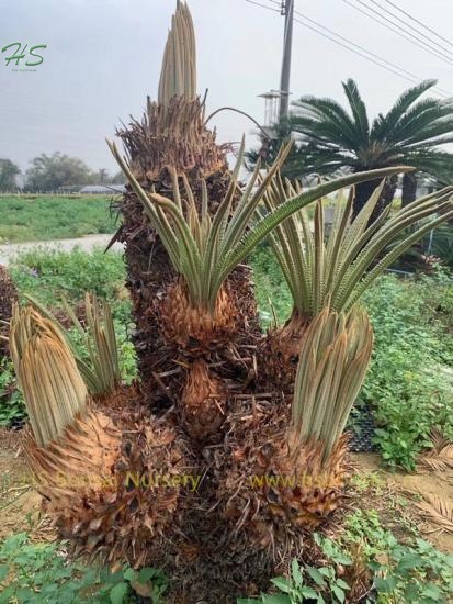Multi Head King Sago Palm Cycas Revoluta Potted With Leaves