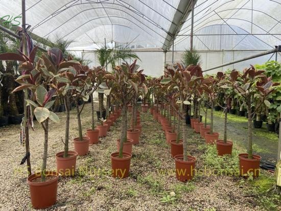 Wholesale Ficus Ruby-Belize Lollipop