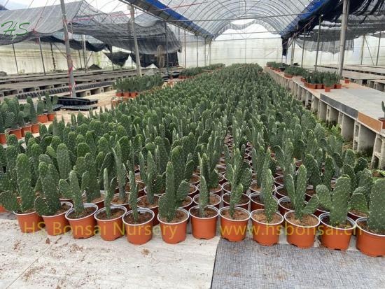 Opuntia Without Thorn