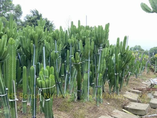 African Candelabra Cactus Euphorbia ammak