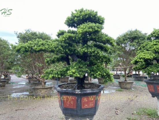 Podocarpus Costalis bonsai tree