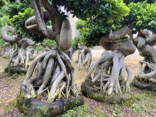 Unique Dragon Shape Ficus Bonsai Tree Nursery