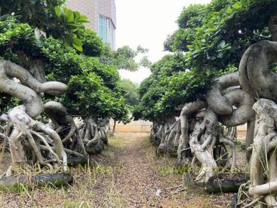Unique Dragon Shape Ficus Bonsai Tree Nursery