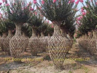 Lagerstroemia Indica Bottle Cage