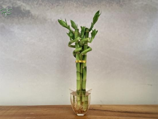 Wholesale Lucky Bamboo Step By Step Bonsai
