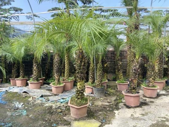 Evergreen Dwarf Palm Phoenix Roebelenii