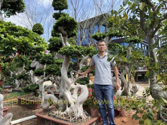 Chinese Ficus Bonsai Root Shape For Design