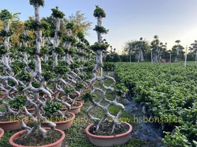 Chinese Ficus Bonsai 7 holes For Design