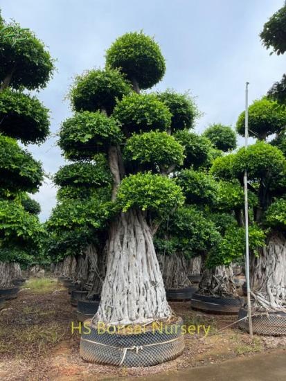  Multi Root Ficus Bonsai of Beautiful From China