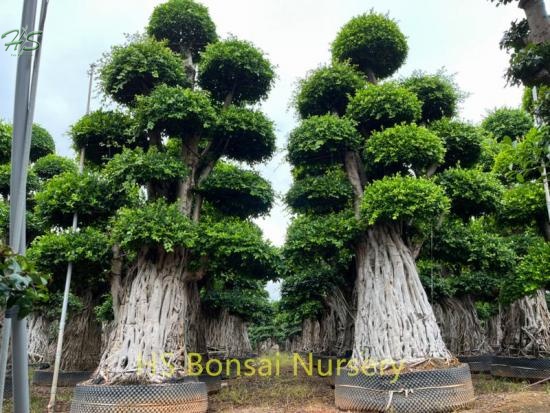  Multi Root Ficus Bonsai of Beautiful From China