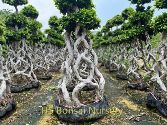 Chinese Best Sellers  Ficus Bonsai Ficus Cage