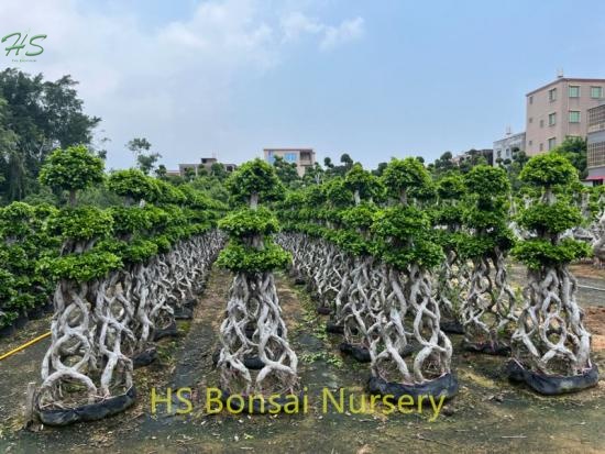 Chinese Best Sellers  Ficus Bonsai Ficus Cage