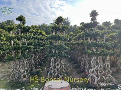 Chinese 8 Shape Combined Ficus Bonsai Tree