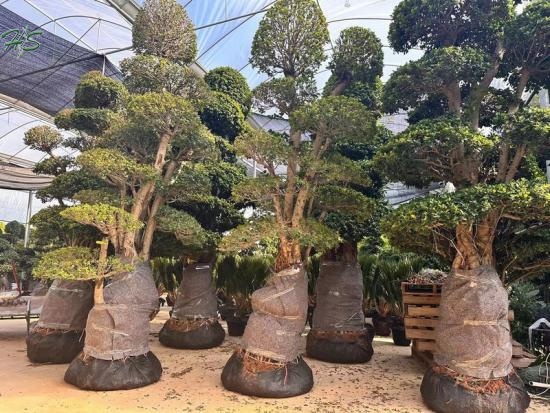   Good Quality  Best Sellers Combined Ficus Bonsai Plants From China