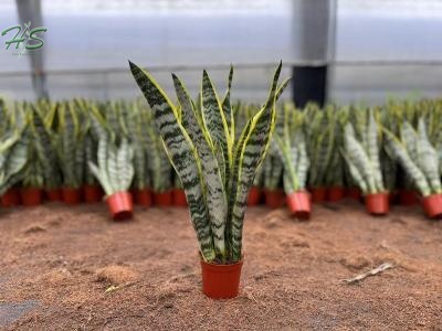 Top Quality Snake Plant Sansevieria Trifasciata Futura Superba