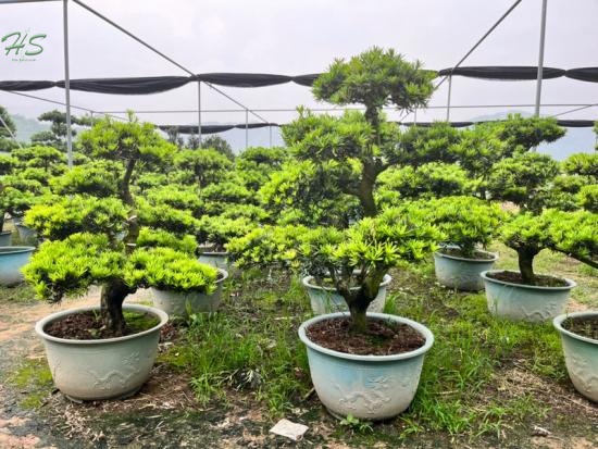 Beautiful Nuture Podocarpus  Bonsai