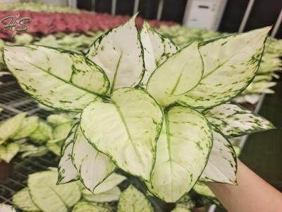 Aglaonema Plants from china