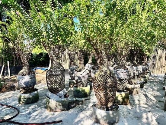 Bottle Cage Botanical Indica Bonsai, New Species Lagerstroemia Indica