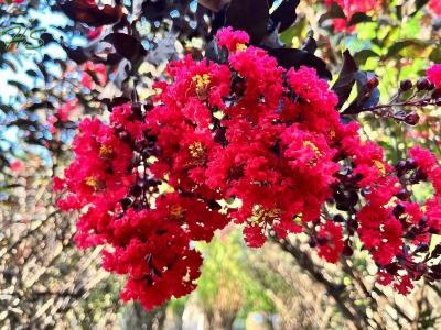 Purple Flower Lagerstroemia Indica Cage Shape Potted