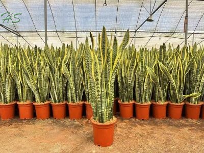 Sansevieria Trifasciata Hahnii Golden, Sansevieria trifasciata golden hahnii