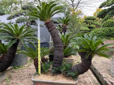 Single Trunk Potted Cycas revoluta