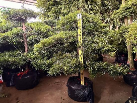 Wholesale Podocarpus Macrophyllus Tree