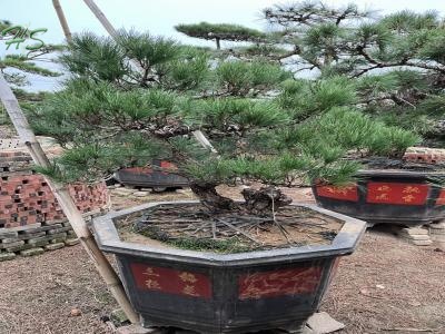 Nice Bonsai  Pinus Thunbergii Parl