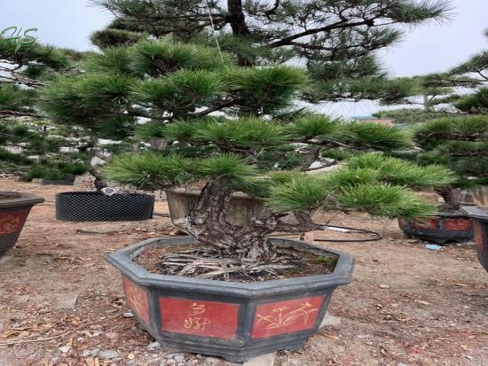 Nice Live Plants  Pinus Thunbergii Parl