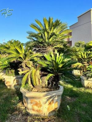 Single Trunk Potted Cycas revoluta