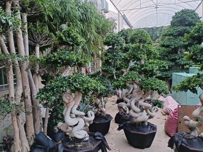 Ficus Microcarpa with Unique Root Structure